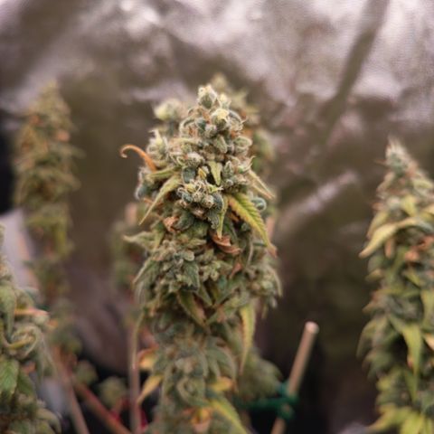 Pink Runtz  growlog timeline photo