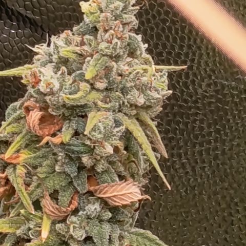 Pink Runtz  growlog timeline photo
