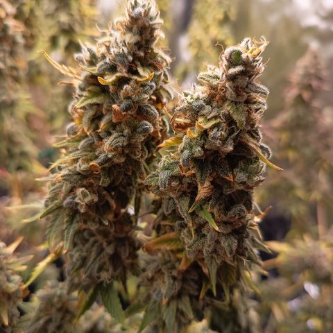Fat Gorilla  growlog timeline photo