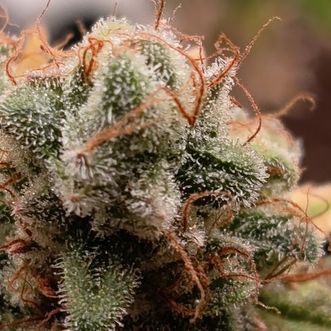 Fat Gorilla  growlog timeline photo