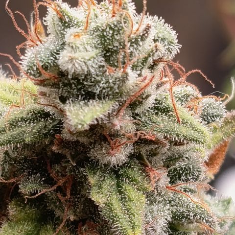 Fat Gorilla  growlog timeline photo