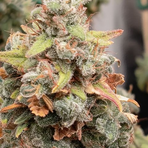 Fat Gorilla  growlog timeline photo