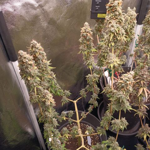 Fat Gorilla  growlog timeline photo