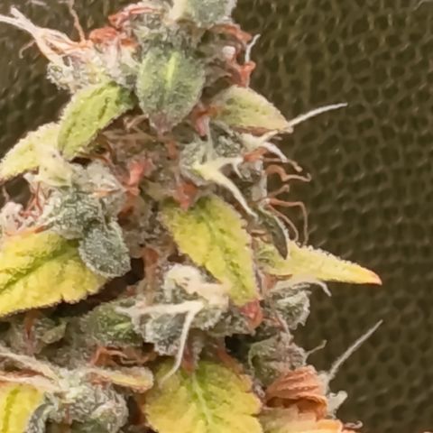 Sherbet Queen  growlog timeline photo