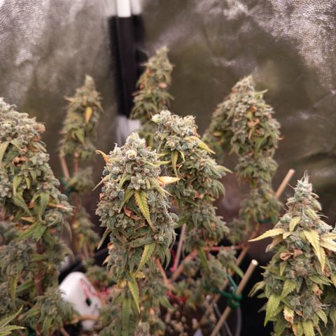 Pink Runtz  growlog timeline photo