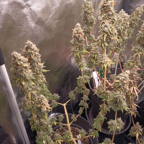 Fat Gorilla  growlog timeline photo