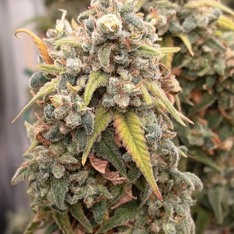 Pink Runtz  growlog timeline photo