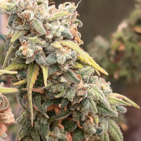 Pink Runtz  growlog timeline photo