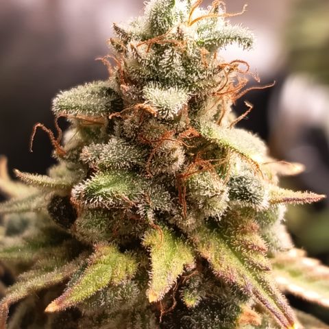 Fat Gorilla  growlog timeline photo