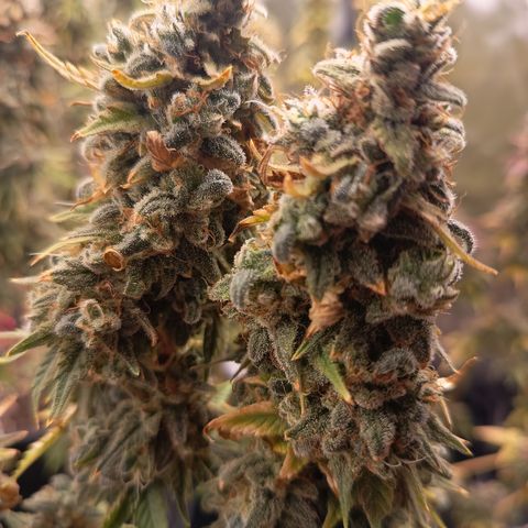 Fat Gorilla  growlog timeline photo