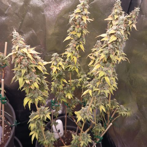 Sherbet Queen  growlog timeline photo
