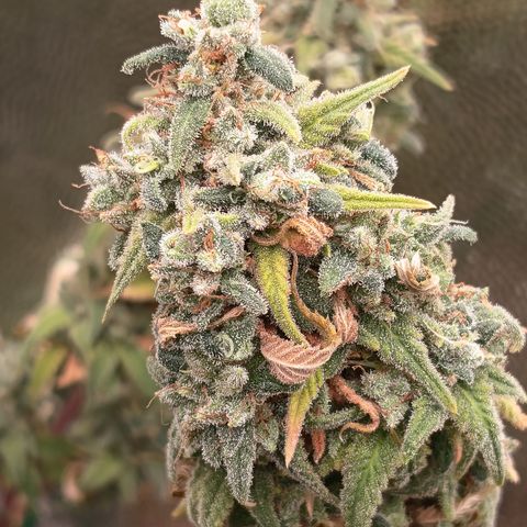 Pink Runtz  growlog timeline photo