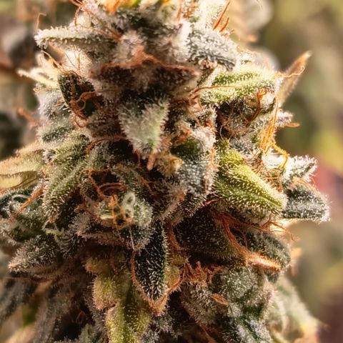 Fat Gorilla  growlog timeline photo