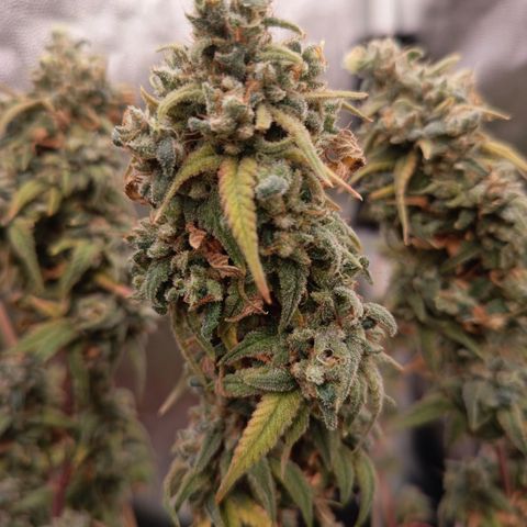 Pink Runtz  growlog timeline photo