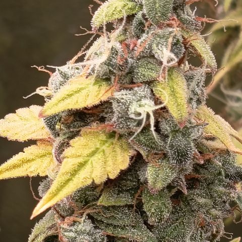 Sherbet Queen  growlog timeline photo