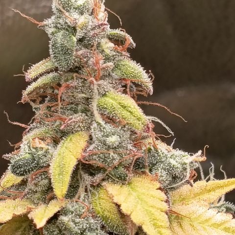 Sherbet Queen  growlog timeline photo