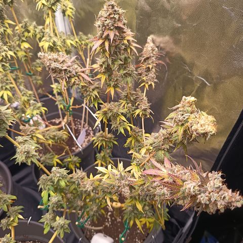 Green Gelato  growlog timeline photo