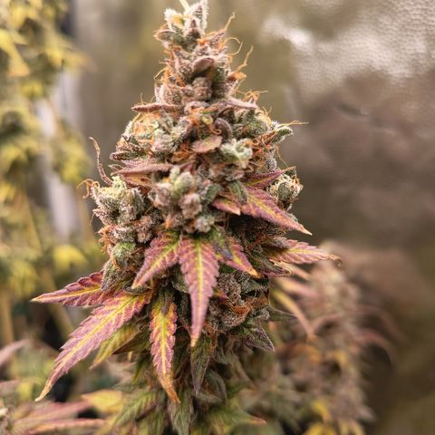 Green Gelato  growlog timeline photo