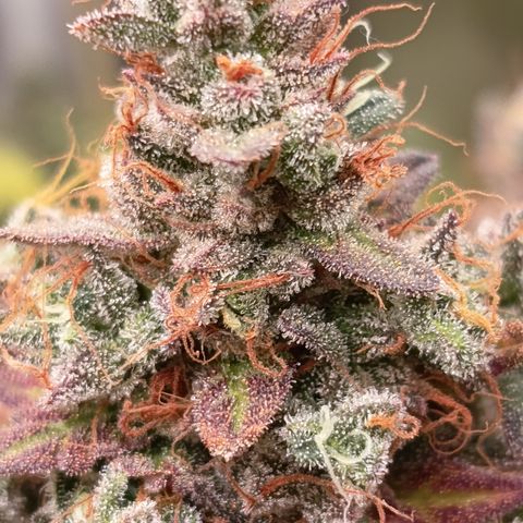 Green Gelato  growlog timeline photo