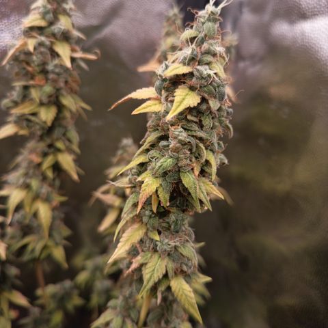 Sherbet Queen  growlog timeline photo
