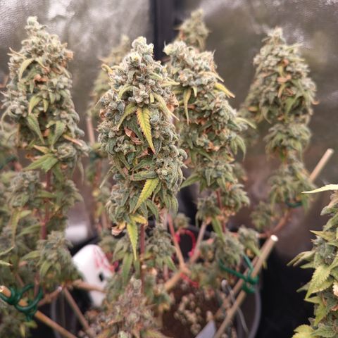 Pink Runtz  growlog timeline photo