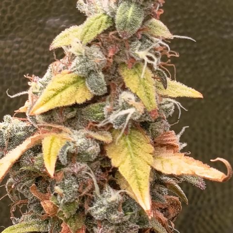 Sherbet Queen  growlog timeline photo