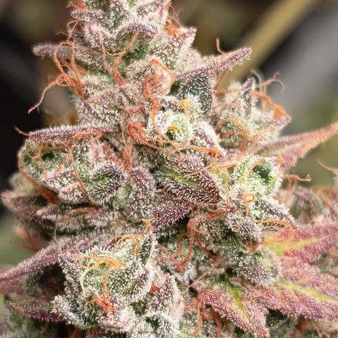Green Gelato  growlog timeline photo