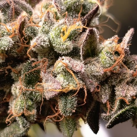 Green Gelato  growlog timeline photo