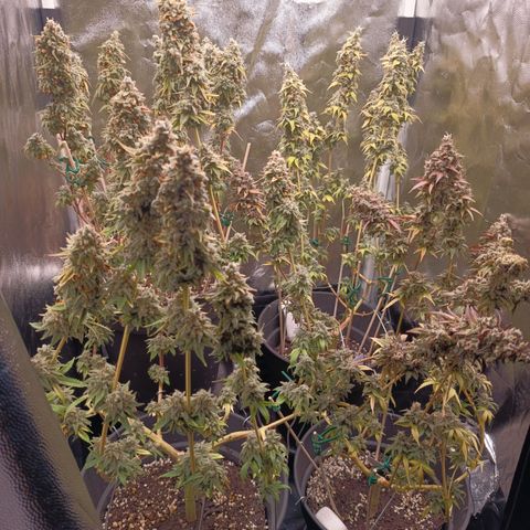 Fat Gorilla  growlog timeline photo
