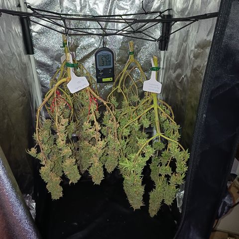 Fat Gorilla  growlog timeline photo