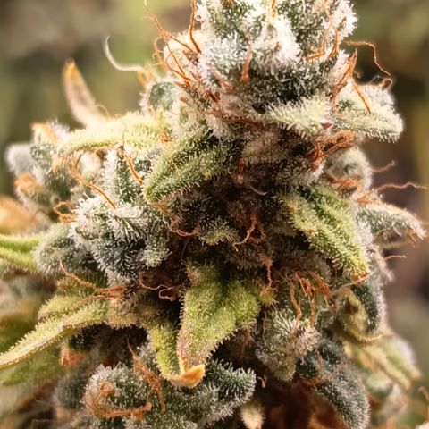 Fat Gorilla  growlog timeline photo