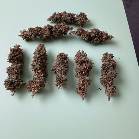 Pink Runtz  growlog timeline photo