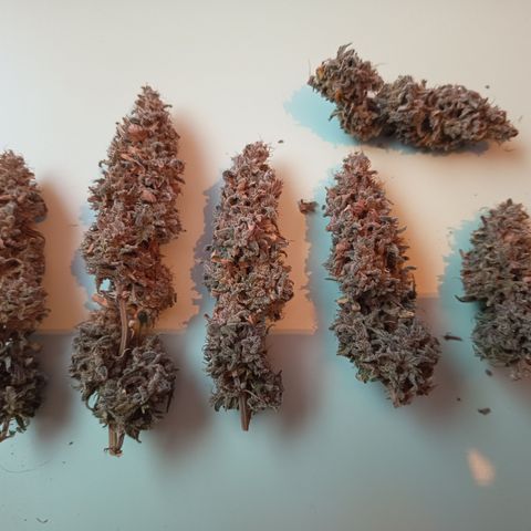 Fat Gorilla  growlog timeline photo