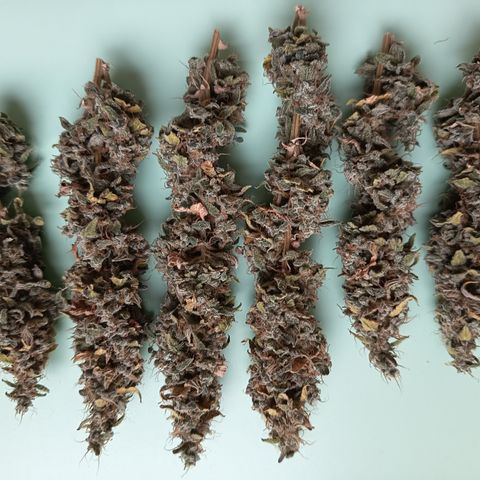 Sherbet Queen  growlog timeline photo