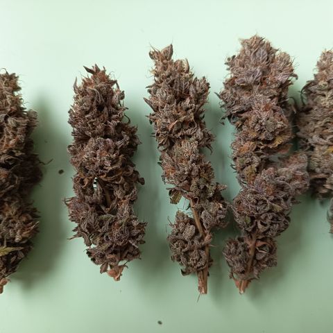 Growlog-Zeitleistenfoto von Green Gelato 