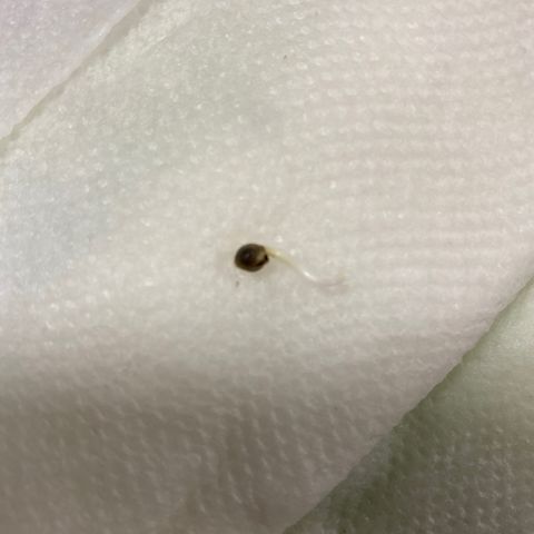 Biscotti Mintz growlog photo: Seed sprouted!!!!