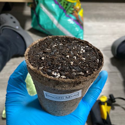 Biscotti Mintz growlog timeline photo