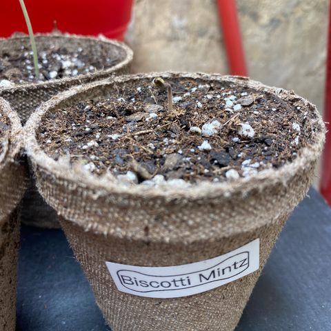 Biscotti Mintz growlog timeline photo