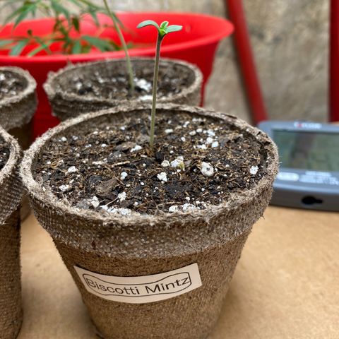 Biscotti Mintz growlog photo: Only few days and it’s growing, past my 2 week gelato plant 