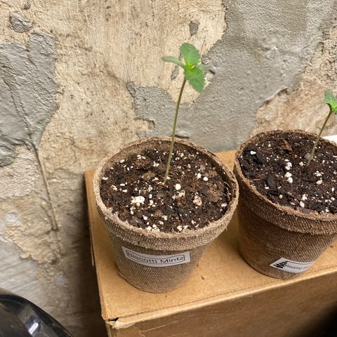 Biscotti Mintz growlog photo: Looking nice!