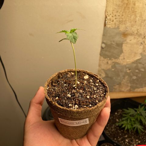 Biscotti Mintz growlog timeline photo