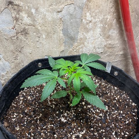 Biscotti Mintz growlog photo: Day 27 lookin type bad