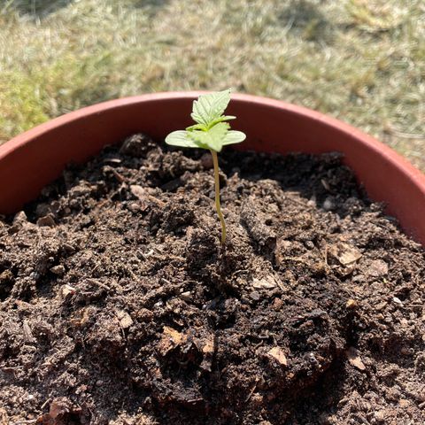 AutoUltimate growlog timeline photo