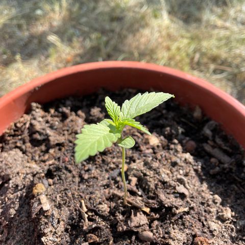 AutoUltimate growlog timeline photo