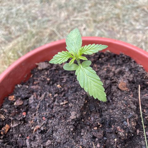 AutoUltimate growlog timeline photo