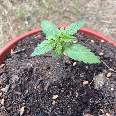 AutoUltimate growlog timeline photo