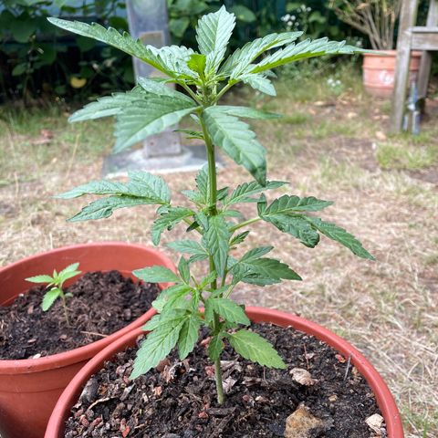 AutoUltimate growlog timeline photo