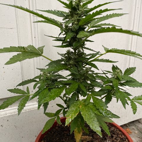 AutoUltimate growlog timeline photo