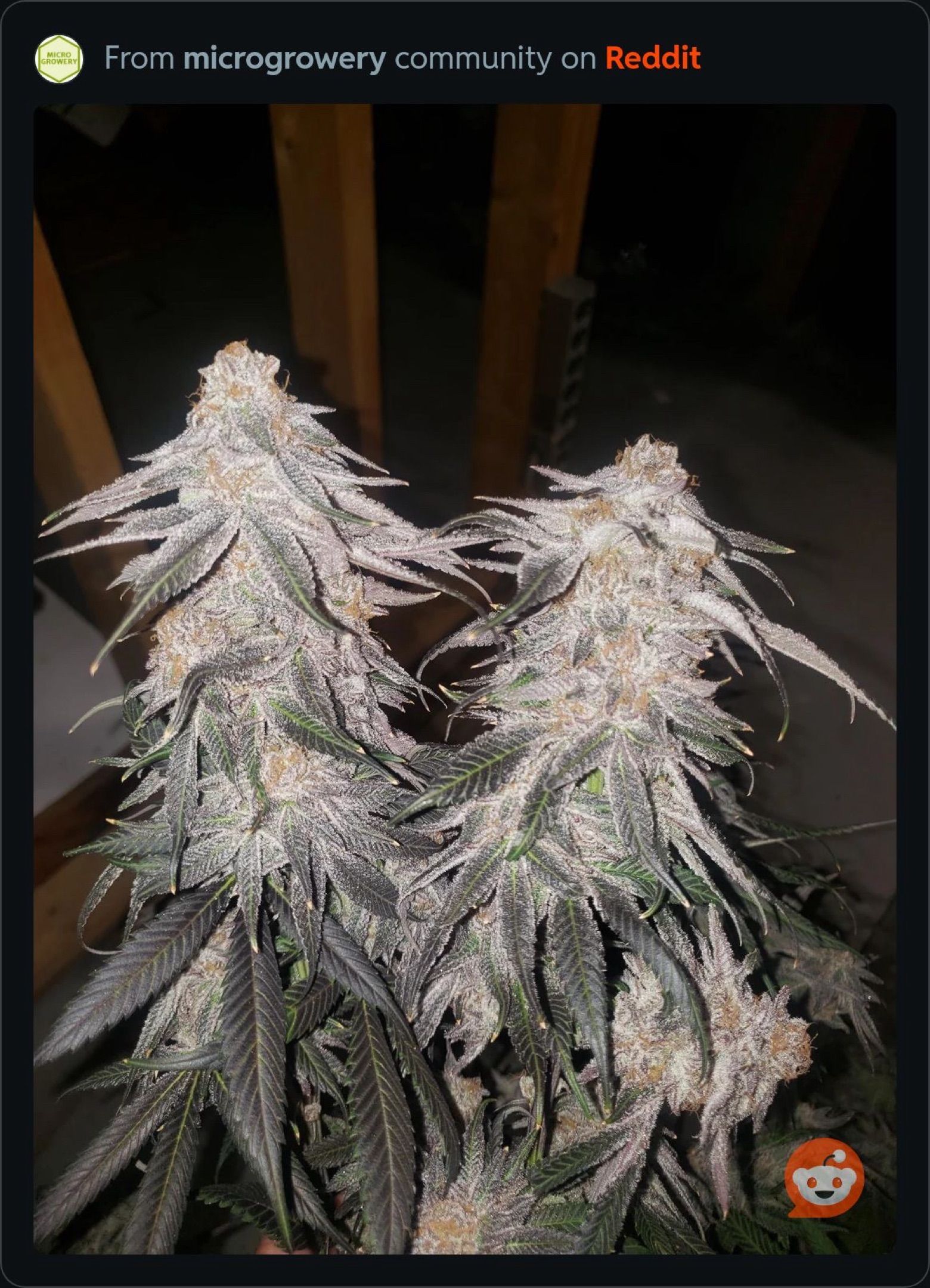 Purple Punch growlog header