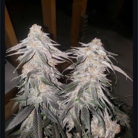 Purple Punch growlog photo